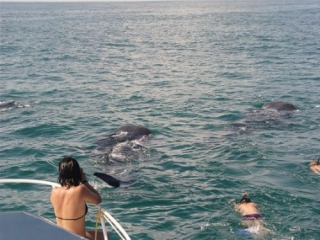 Snorkel con tiburon bllena